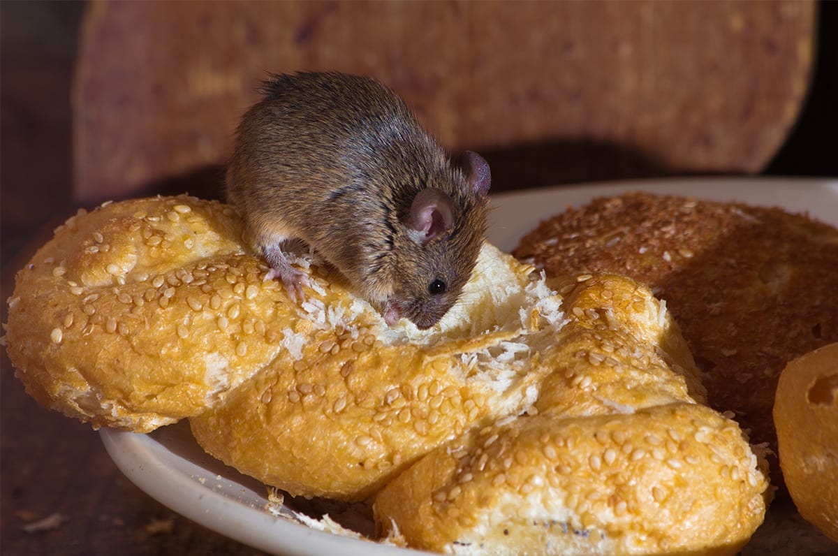 PestAway Australia Rodent Control PestAway Australia