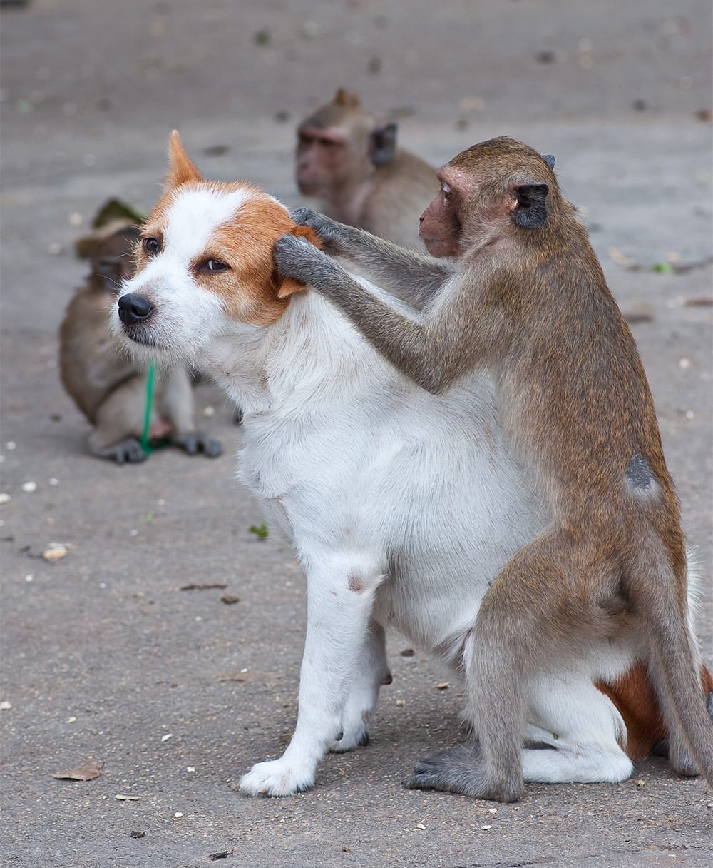 PestAway Australia Fleas Professional Pest Control PestAway Australia